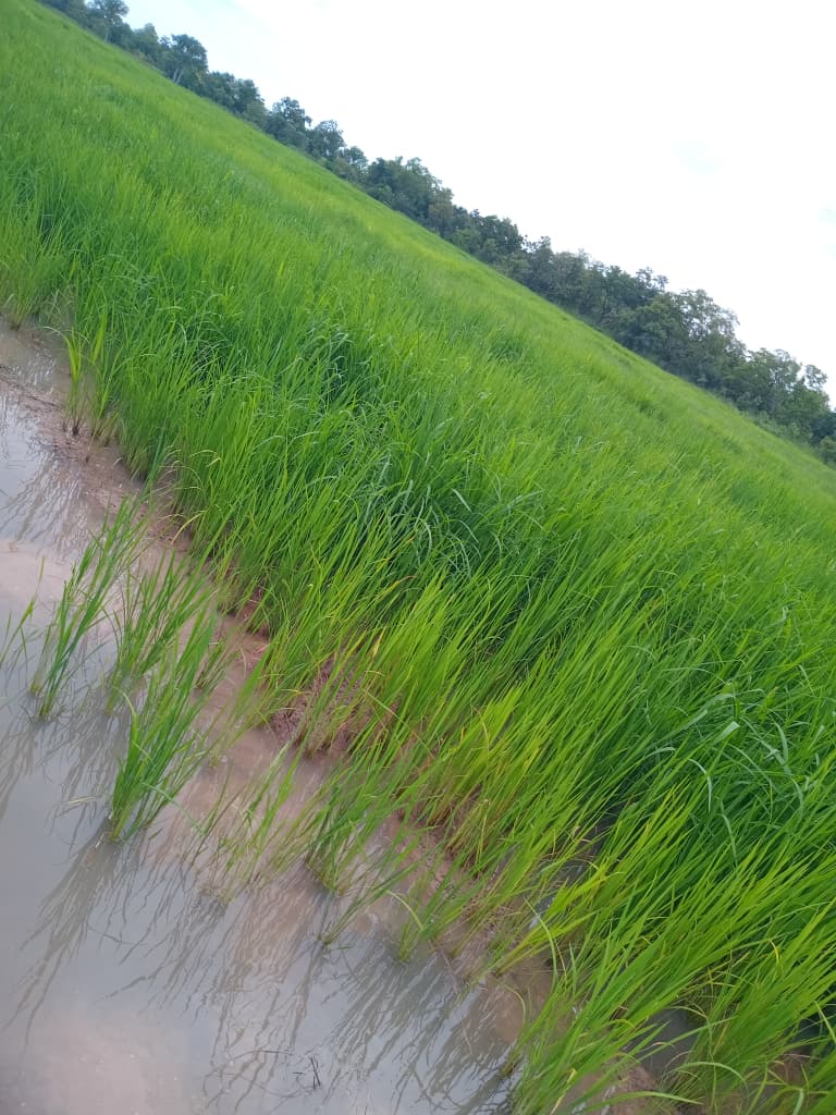 D.D.B. Farms and Trading
