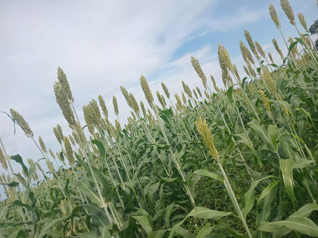 Maize field at sunrise