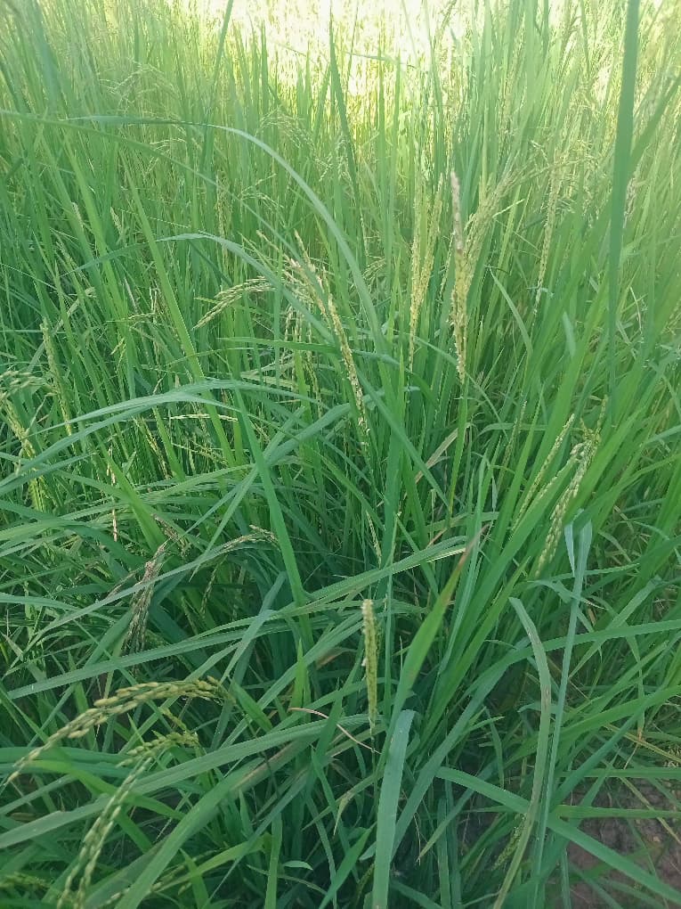 Millet harvest on the farm
