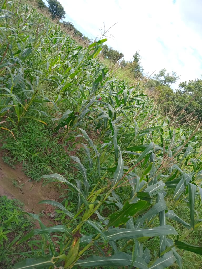 Rice paddies at D.D.B. Farms