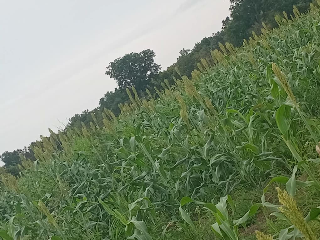 Fresh maize, millet, and rice ready for market