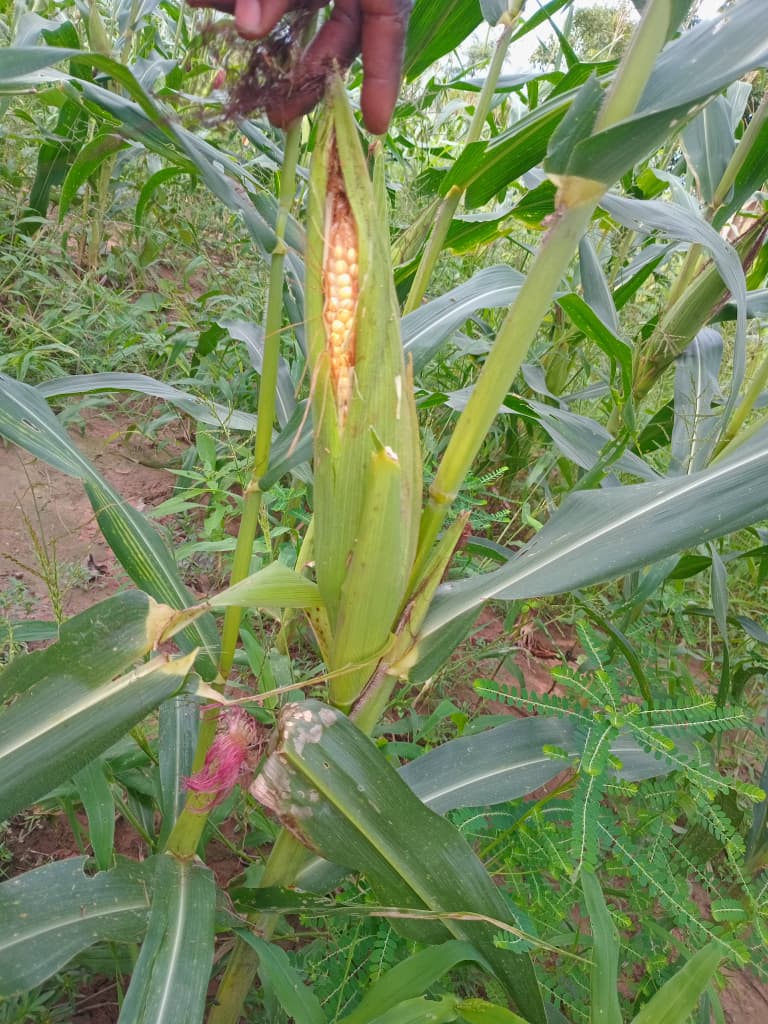 Maize